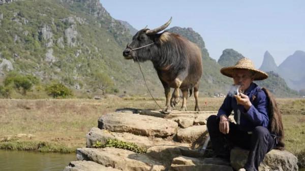 老黃牛被賣到屠宰場，老人不忍心，拿棺材錢贖牛