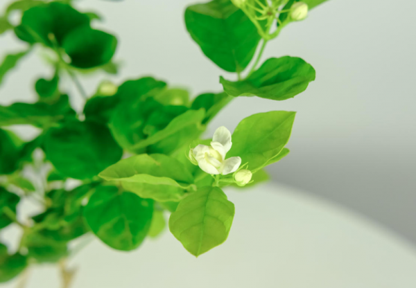 3種花明明開花很美,卻不太受歡迎,到底是為啥? 3種花明明開花很美,卻不太受歡迎,到底是為啥?