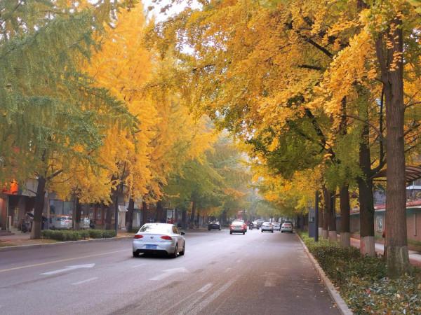 滿目金輝耀蓉城