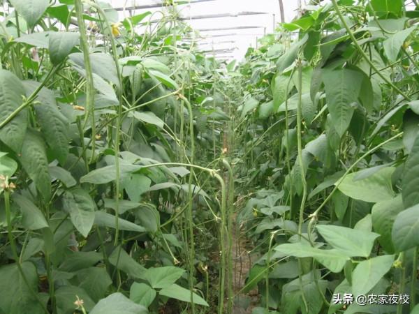 豆角為啥結一茬就不結了，用這4個方法改良，豆角一茬茬的不會完