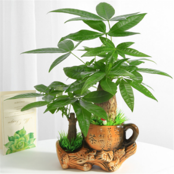 有錢人家的客廳，什麼花都可以不養，但這10種植物應該有