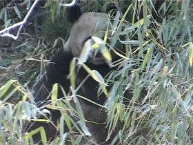 出沒於秦嶺的野生熊貓，是山中帶毛修行的真隱士