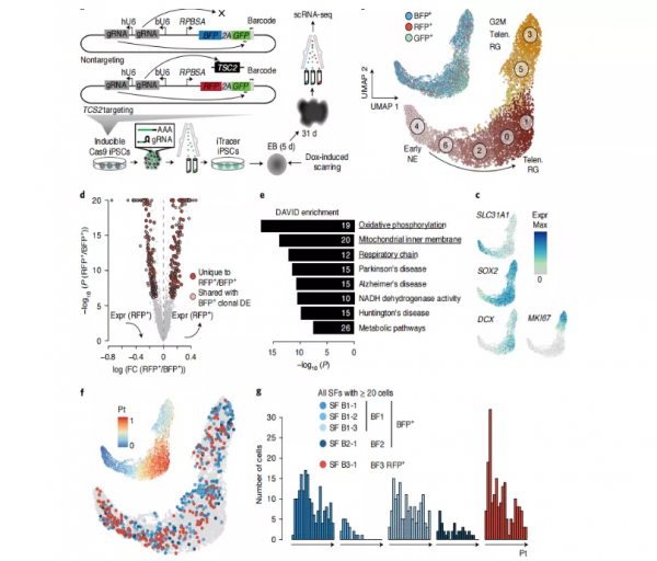 科學家開發譜系記錄儀iTracer，可用於所有體外細胞培養系統