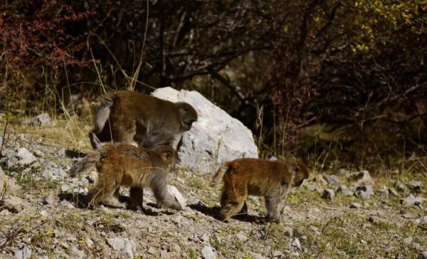白扎林場的藏獼猴 白扎林場的藏獼猴
