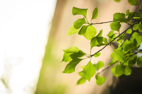 散文:仲夏的記憶 散文:仲夏的記憶