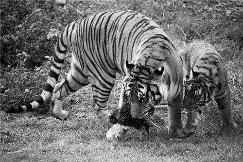 50年代湖南“百虎圍村”,10年間2000多人慘死虎口,究竟有何緣由 50年代湖南“百虎圍村”,10年間2000多人慘死虎口,究竟有何緣由