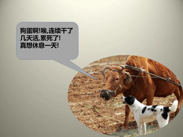 論溝通的重要性，以&OpenCurlyDoubleQuote;牛是怎麼死的&rdquo;來舉例，看懂就成功了一半