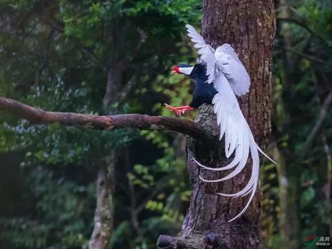 分享圖片：比鳳凰還美麗的鳥三十多款