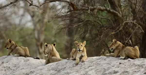 世界美景,我們共賞@非洲獅據點彭賈裡公園 世界美景,我們共賞@非洲獅據點彭賈裡公園