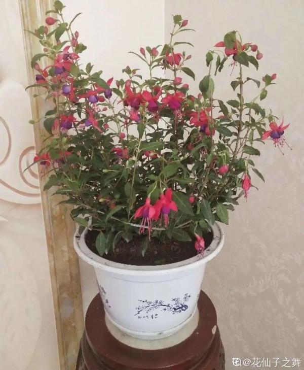 買花也要注意辨別“坑”,才能挑到好花,花開爆盆 買花也要注意辨別“坑”,才能挑到好花,花開爆盆