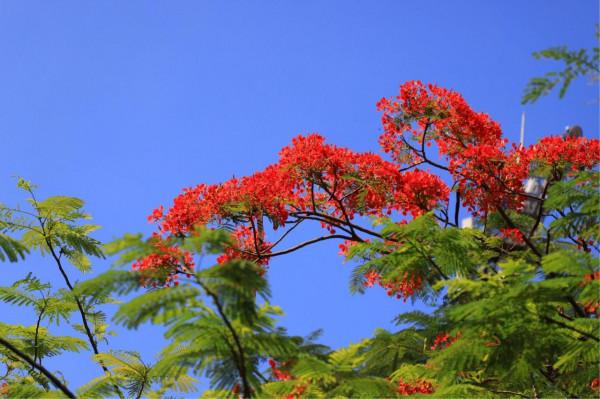 100種有毒的花和果，生活中很常見，出門要小心，避免受傷害