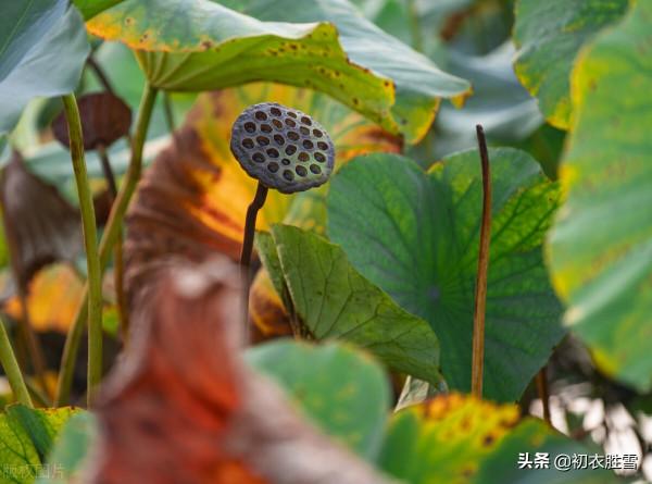 李清照秋荷，蓮子已成荷葉老，說不盡無窮好的，是百感交集的人生