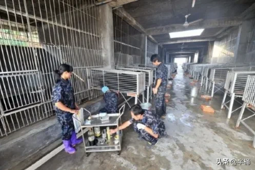 “活熊取膽”慘無人道，為何我國仍然允許從活熊體內取膽汁？