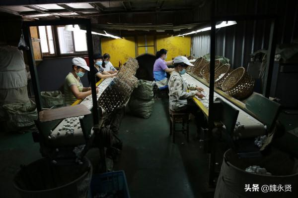 陝西石泉萬餘農戶養蠶，繅絲廠收繭繅絲織綢製衣，一片繁忙景象