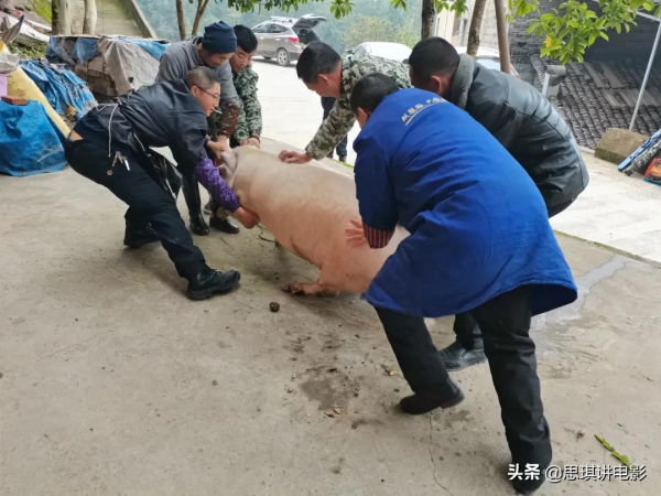 農村開始殺年豬,正宗地道的農村殺豬飯,饞到遠方打工的同志沒? 農村開始殺年豬,正宗地道的農村殺豬飯,饞到遠方打工的同志沒?