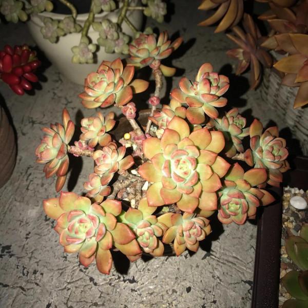 冬至前夕，晚上9點半的肉肉