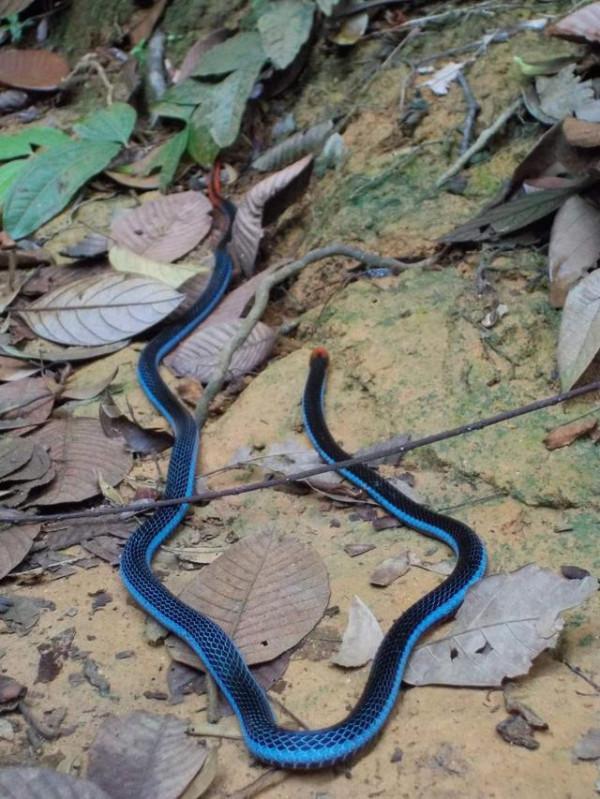 什麼蛇的毒液最致命,並且還沒有抗蛇毒血清? 什麼蛇的毒液最致命,並且還沒有抗蛇毒血清?