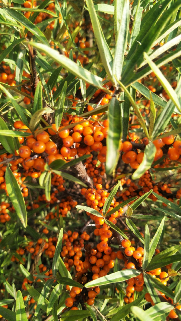 小時候常見的10種野果，9成人叫不全名字，你能叫上幾個？