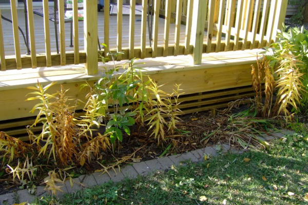 冬天這些花葉片會枯萎，別扔，它只是休眠了