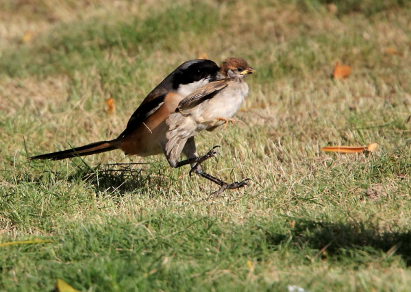 麻雀嘰嘰喳喳惹人煩，實則朝不保夕，天敵極多，處於鳥類最底層