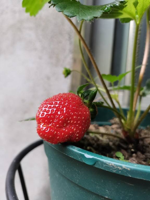 80塊錢一斤的草莓，過年遭哄搶，4種平價好吃水果沒人要