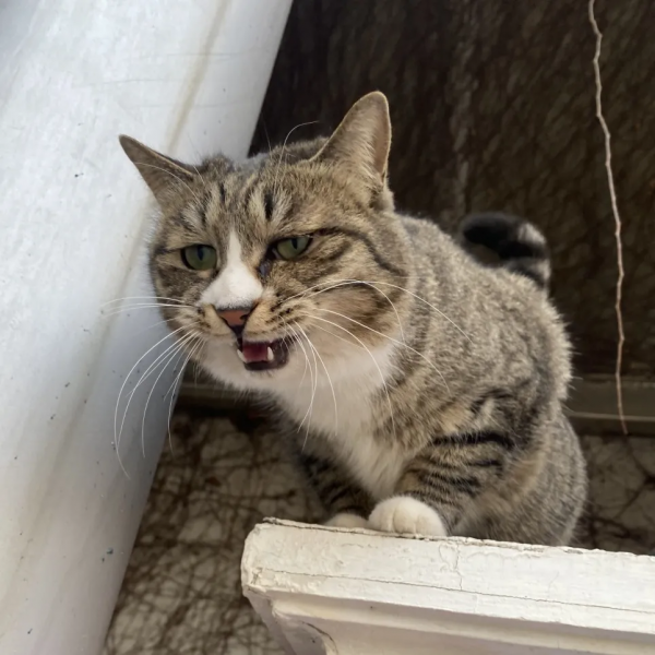 小廢貓要鹹魚翻身了咩? 小廢貓要鹹魚翻身了咩?