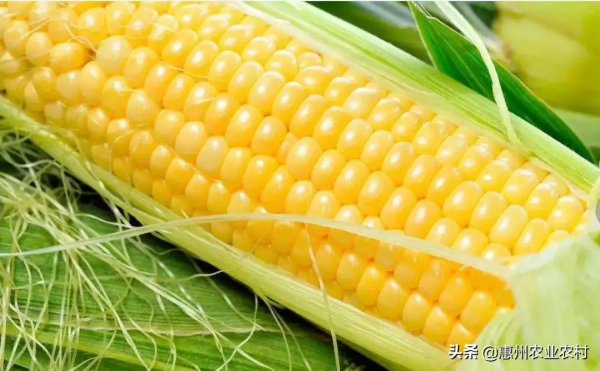 2021年冬種農作物優新品種推介 2021年冬種農作物優新品種推介