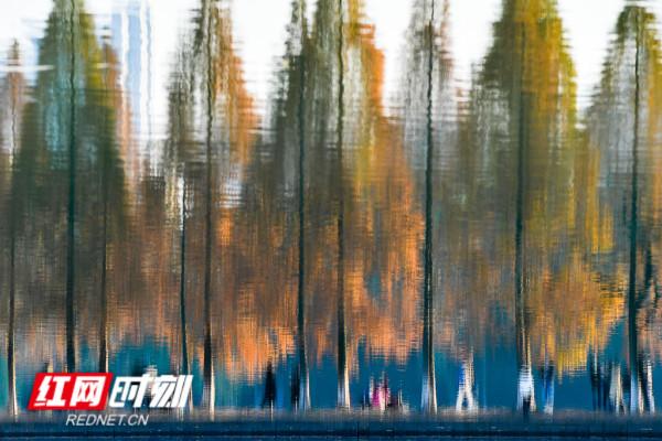 組圖丨帶你暢遊焦糖色烈士公園 水杉連成百米畫廊