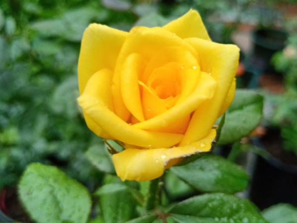 植物搬出門,痛快淋場雨,植物越來越旺 植物搬出門,痛快淋場雨,植物越來越旺