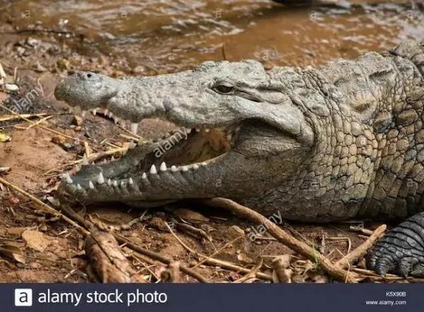 鱷魚好圖大雜燴 鱷魚好圖大雜燴