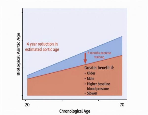 每日跑一跑,血管健康人不老!科學家:跑步6個月,血管年輕4歲 每日跑一跑,血管健康人不老!科學家:跑步6個月,血管年輕4歲