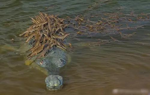 五種超強巨鱷據說曾有一次400人喪身鱷口，世界最大鱷魚有多大？