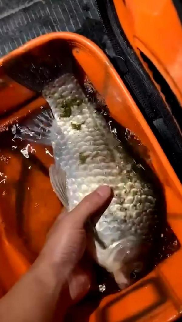 酒這東西,上魚有奇效,利用好了鯉魚鯽魚搶著吃 酒這東西,上魚有奇效,利用好了鯉魚鯽魚搶著吃