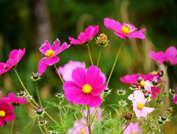 北京自駕4個小時，去承德壩上七彩森林，這裡的秋天太美了