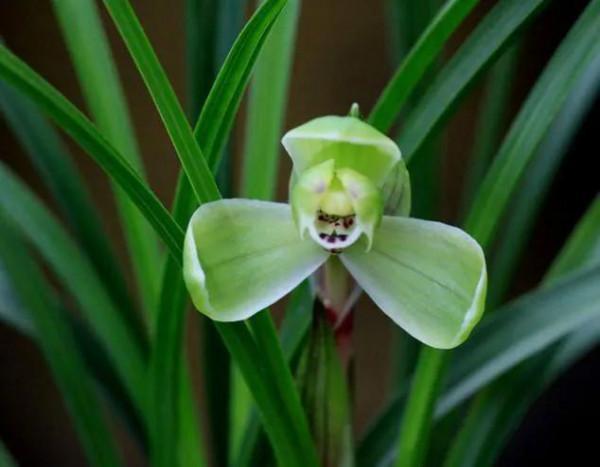 春蘭名品賞析（二）