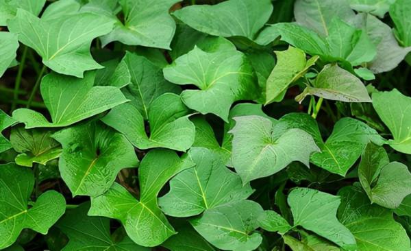 在陽臺種9種蔬菜，長得快，產量高，吃完一茬很快又長一茬