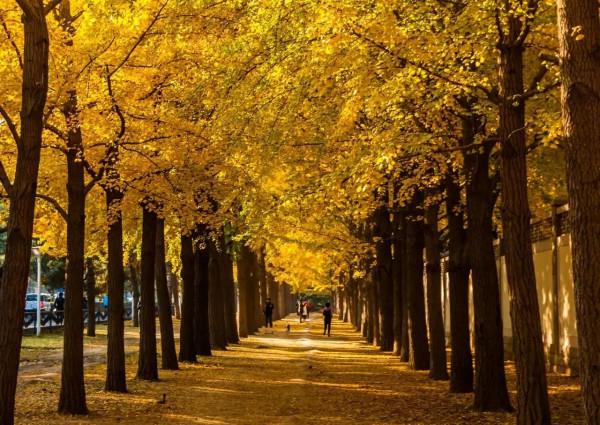 秋天的愛戀 秋天的愛戀