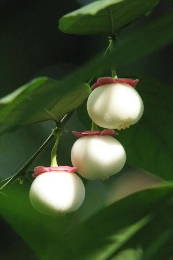 《百花集》(一百九十六) 《百花集》(一百九十六)