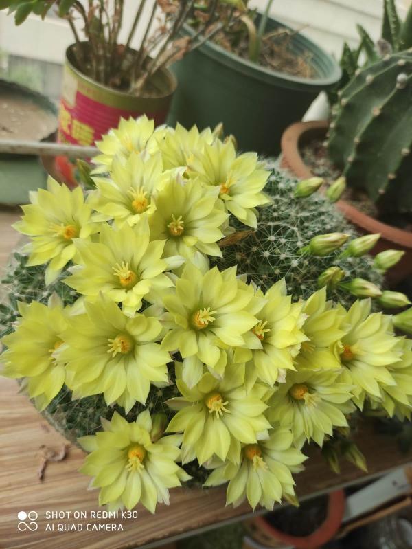 綠蘿都能養死的，不如養盆仙人球，花朵比荷花還要美