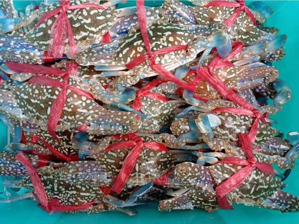 一個90後小夥，辭職下海釣魚，直言靠釣魚賺錢，現狀如何呢？