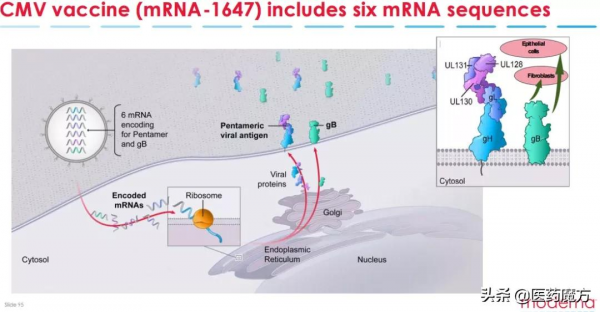 Moderna啟動鉅細胞病毒mRNA疫苗III期臨床，招募6900例受試者