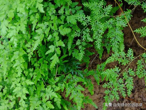 結石?送你三味中藥,清熱利溼,散結消石,不來了解下嗎? 結石?送你三味中藥,清熱利溼,散結消石,不來了解下嗎?