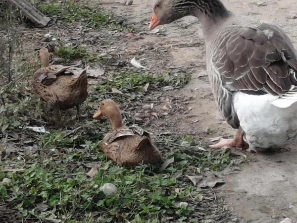 紅草與黃鴨大灰鵝 紅草與黃鴨大灰鵝