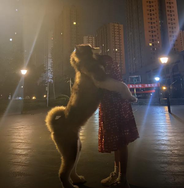 花了300塊給狗子剃毛，一段時間後主人卻自卑了：養的真不是驢