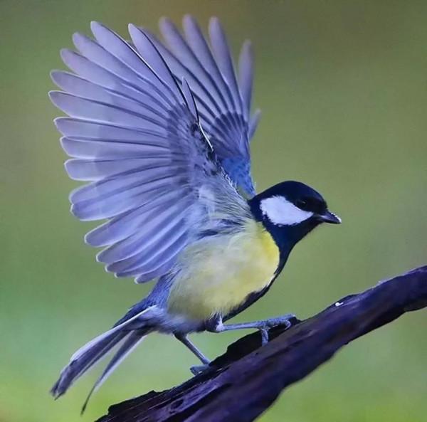 高畫質超靚彩鳥入畫素材