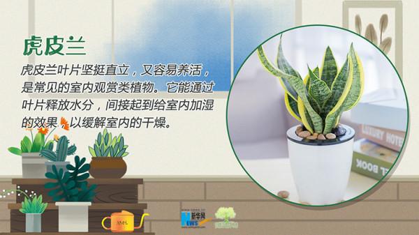 「健康解碼」冬季室內乾燥，這些“天然空氣加溼器”瞭解一下