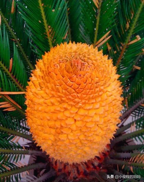 分享——鐵樹開花