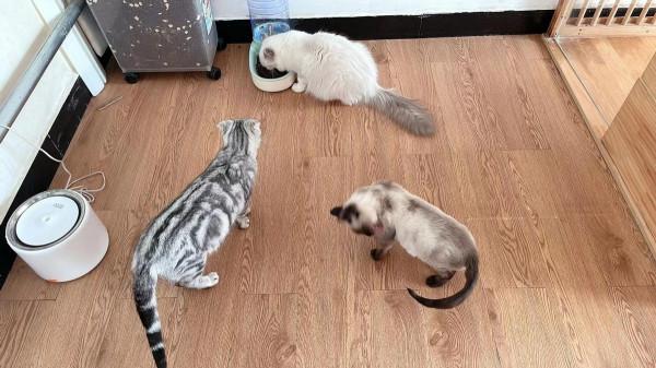 小朋友的天地動物的樂園—水榭萍鄉親子莊園