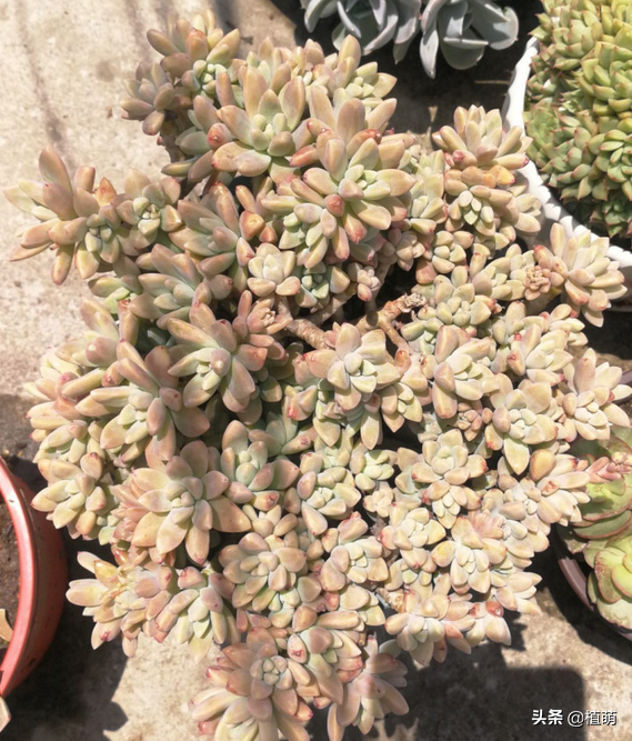 曾經“毀容”的秋麗,經過大半年的養護,顏值終於回來了 曾經“毀容”的秋麗,經過大半年的養護,顏值終於回來了