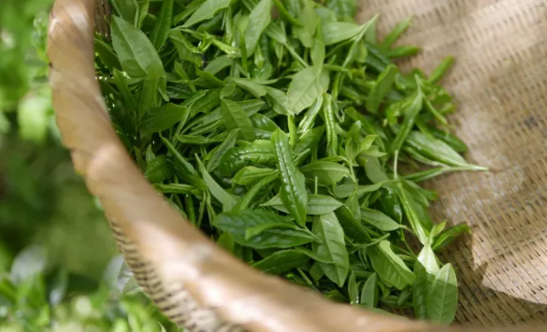 這些網紅減肥吃法到底靠不靠譜，科學團隊幫你解惑